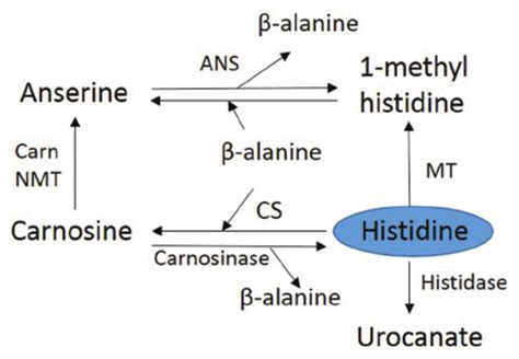 Schematic illustration of the histidine dipeptide metabolism. Anserine... | Download Scientific ...