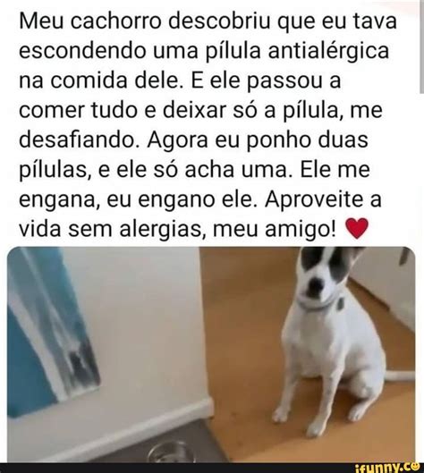 Meu cachorro descobriu que eu tava escondendo uma pílula antialérgica