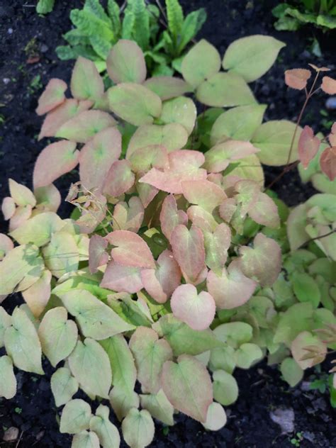 Epimedium Grandiflorum Red Beauty Suure Ieline Haldjatiib Red