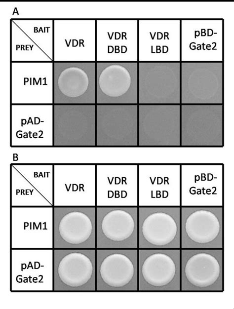 Domain Analysis Of Pim 1 Vdr Interaction A Yeast Cells