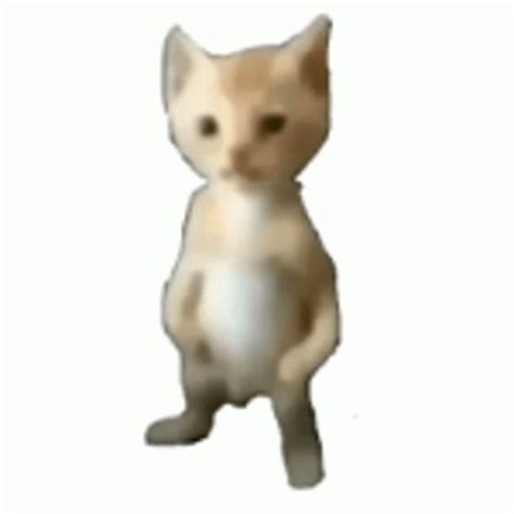 Miguel Cat Sticker - Miguel Cat Meme - Descubrir y compartir GIFs