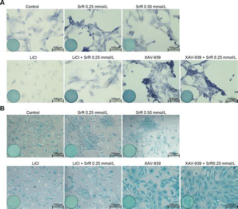 Toluidine Blue Staining A And Alcian Blue Staining B Of Bmscs Under