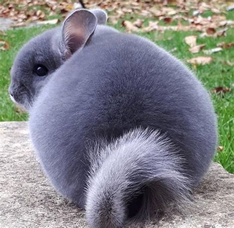 Violet Chinchilla Cute Small Animals Cute Kawaii Animals Animals
