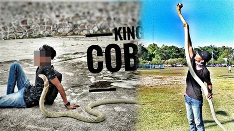 Unggahan Rizki Sehari Sebelum Tewas Dipatuk King Cobra Miliknya Foto