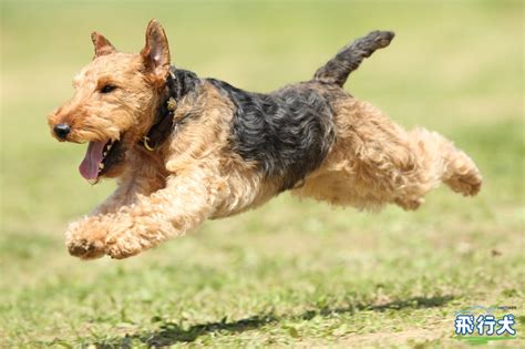 17 Best images about WELSH TERRIER on Pinterest | Nu'est jr, Puppys and ...