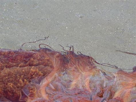 Giant Scary Jellyfish 13 Pics