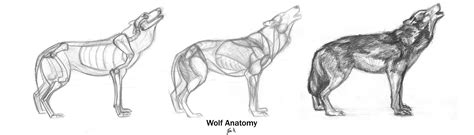 Animal Anatomy: Wolf by 89ravenclaw on DeviantArt