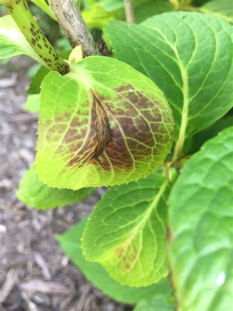 Hydrangea Disease 636407 Ask Extension