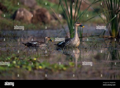 Spot Billed Duck Bird Swimming Stock Photo Alamy