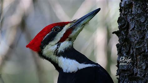 Pileated Woodpecker Close Up Peter King Flickr