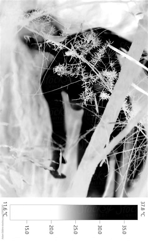 Thermographic Infrared Naked Female Gaia Form Nude In Nature By Stocksy Contributor Adam