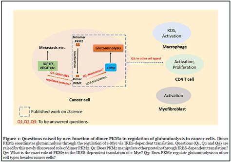 The Emerging Role Of Pyruvate Kinase M2 In Regulating Glutaminolysis