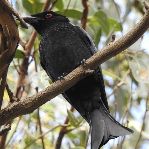 Spangled Drongo Dicrurus Bracteatus