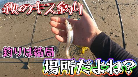 【秋のキス釣り】サイズ良好！やっぱり釣りは場所でほぼ決まる？ Youtube