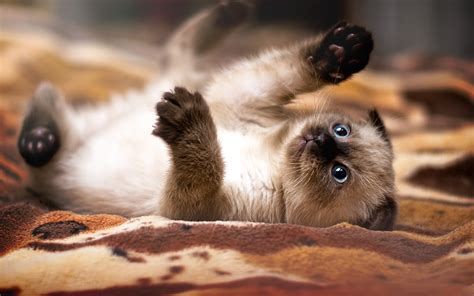 Playful Paws Hd Cat Wallpaper