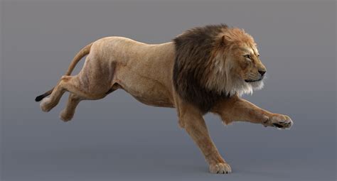 3D Lion Animated — Missset