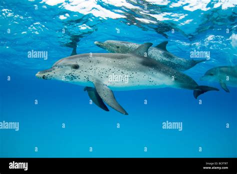 Spotted Dolphin Stenella Frontalis Underwater Atlantic Ocean Stock