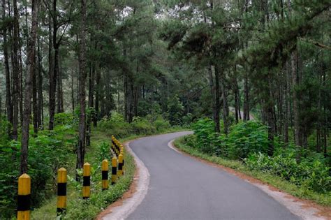 Jalan Aspal Di Tengah Hutan Pinus Foto Premium