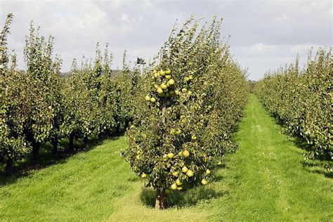 Where Do Pears Grow Worldatlas