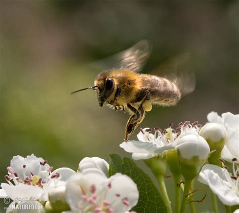 Western Honey Bee Photos Western Honey Bee Images Nature Wildlife