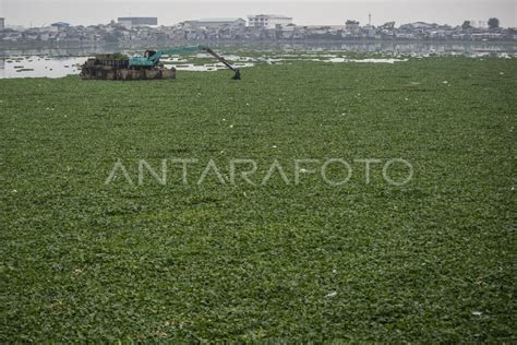 Membersihkan Eceng Gondok Di Waduk Pluit Antara Foto