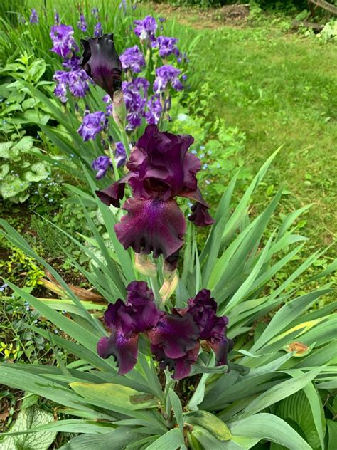 Tips Tricks For Growing Irises Sugar And Sap Artofit