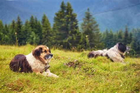 Premium Photo | Romanian shepherd dog