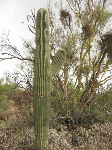 Cactus Forest Drive Saguaro National Park 26 Saguaro Nati Flickr