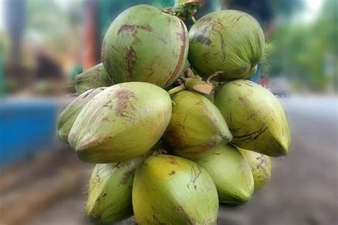 Jangan Disepelekan Air Kelapa Muda Paling Jreng Untuk Kesehatan