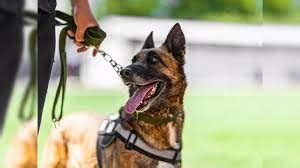 Sniffer dogs identify probable spots of leakage - digitalgoa