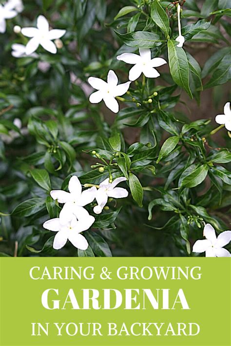 How To Grow And Care For Gardenia Plant Like A Pro Gardenia Plant