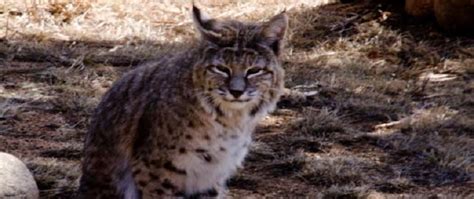 Development for Conservation | Bobcat