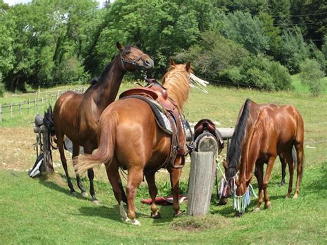 Premium Photo Horses Standing On Field Against Trees