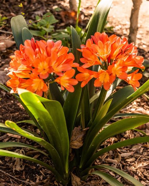 Clivia Amaryllis Closeup Orange Hd Phone Wallpaper Rare Gallery