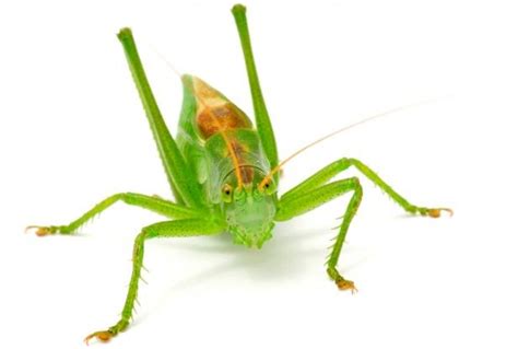 Eating crickets helps digestive health, says study