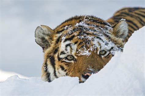 Big Cats Tigers Snow Glance Hd Wallpaper Rare Gallery