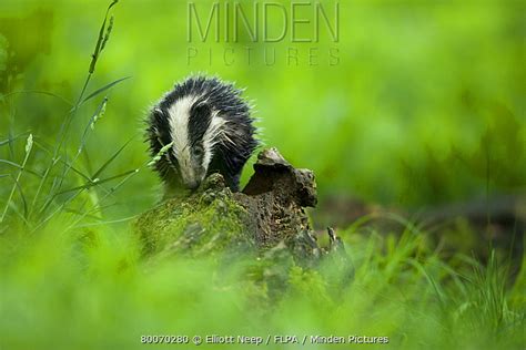 Eurasian Badger stock photo - Minden Pictures