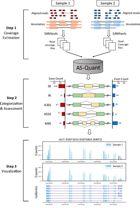 Workflow Of As Quant Starting With Aligned Rna Seq Bam Files As Quant