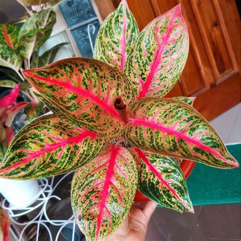 Aglonema Widuri Aglaonema Widuri Bibit Murmer Tanaman Hias Bibit