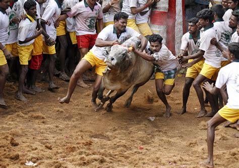 Extreme Wild Bull Taming CBS News