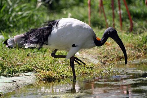 Amazing Animals Pictures: The African Sacred Ibis. The Bird of the ...