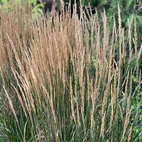 Calamagrostis X Acutiflora Karl Foerster Midwest Groundcovers Llc