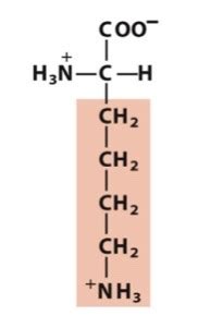 Biochem Exam 1 Amino Acids Flashcards Quizlet