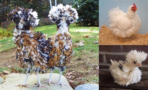 Top 10 Prettiest Chicken Breeds At Frances Tina Blog