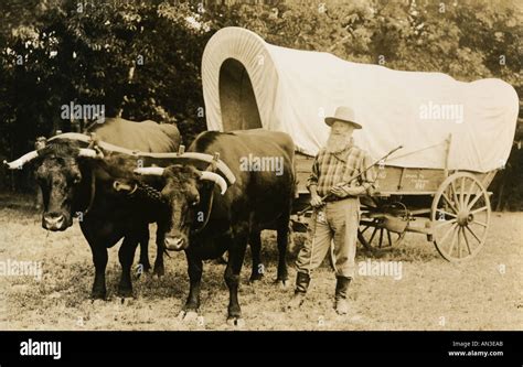 Vintage Covered Wagon With Team Of Oxen Stock Photo 1392298 Alamy