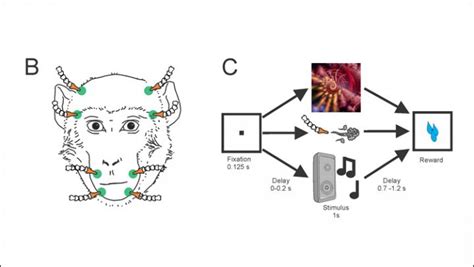 Experiment Paradigm [image] Eurekalert Science News Releases