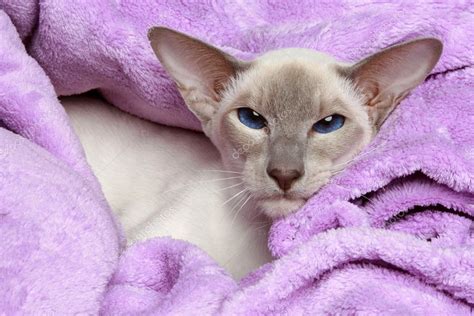 Lilac Oriental Oriental Lilac Point Siamese Cat — Stock Photo