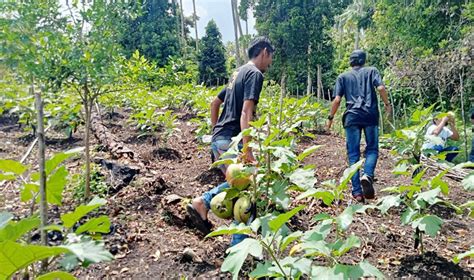 Pengembangan Agrowisata Butuh Dokumen Perencanaan Borero Id