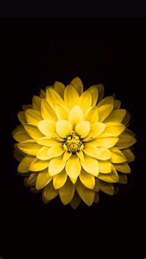 Yellow Floral Iphone Wallpapers Top Free Yellow Floral Iphone