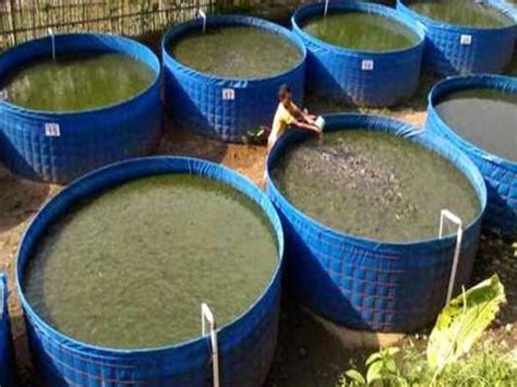 Biofloc Fish Farming Is Gaining Popularity Among Fish Farmers Training